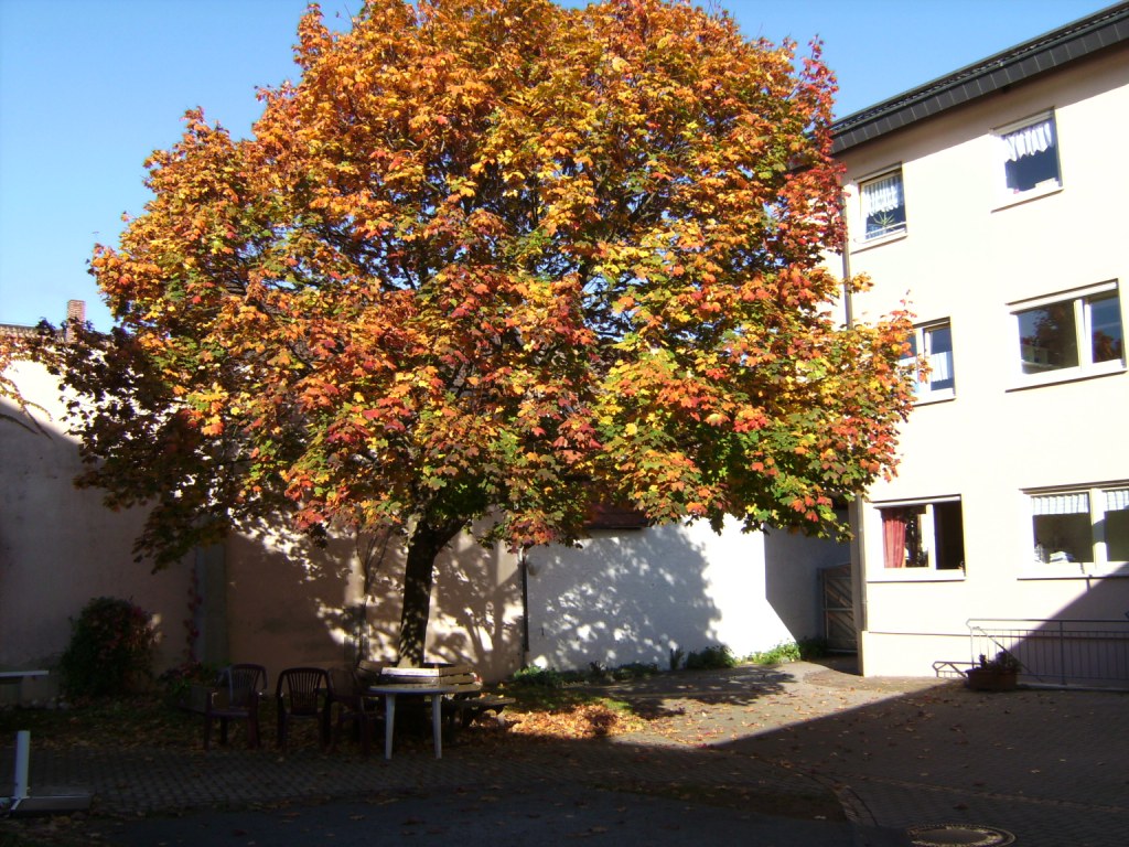 Baum vor Wohnhaus